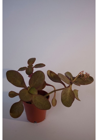 Peri Yeşim Bitkisi Crassula Multicava Sukulent Tekli 5,5 Cm Saksıda
