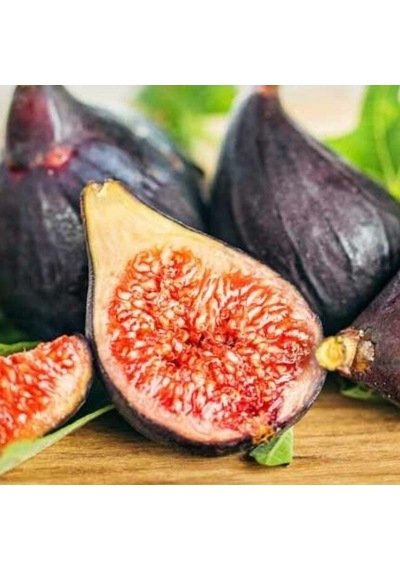 Seneye Meyve Durumda Soğuklara Dayanılı Ficus Carica Ronde De Bordeaux İncir Fidanı Kendine Verimli
