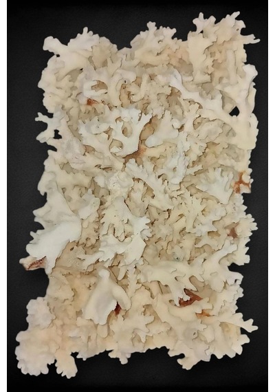 50 Gram Beyaz Mercan Küçük Parçalar 9bm