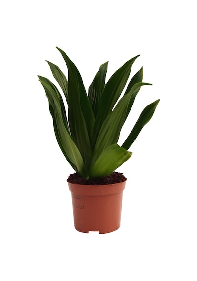 Dracaena Compacta - 12 Cm Plastik Saksıda