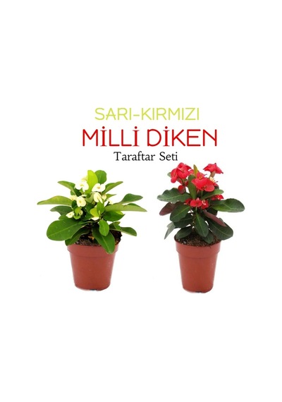 2'li Takım Seti Sarı-kırmızı Milli Dikenler Tacı Çiçeği