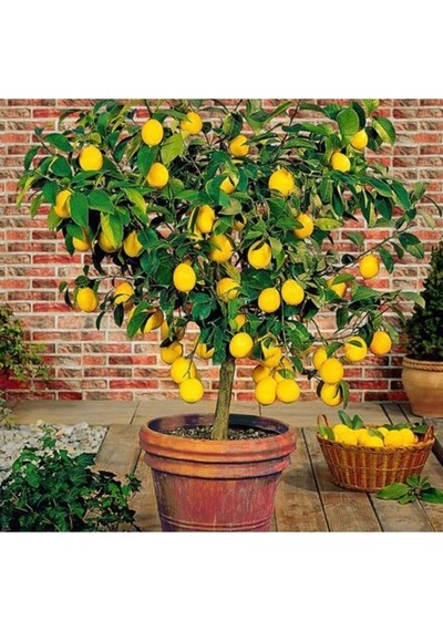 Saksılı Bodur Limon Fidanı, 2 Yaş, Meyve Veren Mayer Limon Ağacı Fidesi