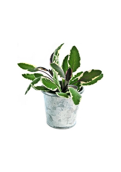 Harika Kokulu 1 Adet Adaçayı Fidanı 40-60cm Saksılı Rosemary Seedling