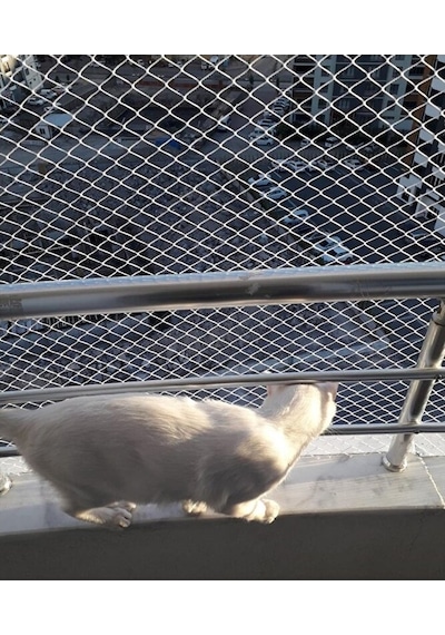 Kedi Filesi 2,50 X 7 Metre Kedi Koruma Filesi Kuş Filesi Balkon F