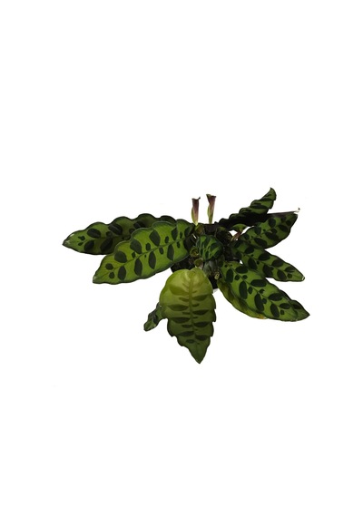 Calathea Lancifolia (Dua Çiçeği) Ø12 CM H25-30 CM