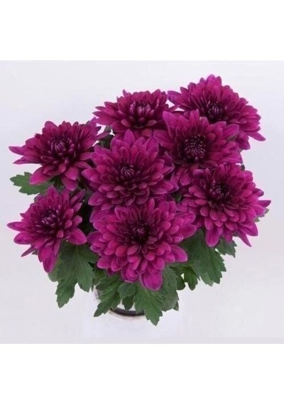 Özel Tür Vido Purple Katlı Kasımpatı Çiçeği Fidesi 1 Fide