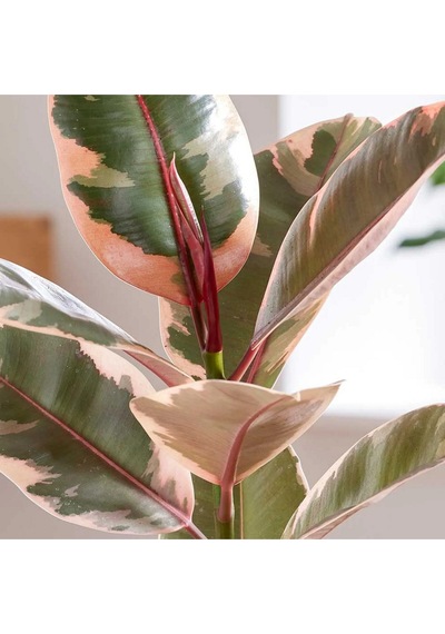 Pembe Alacalı Kauçuk Bitkisi Parlak Yapraklı Ficus Elastica 60-70 Cm