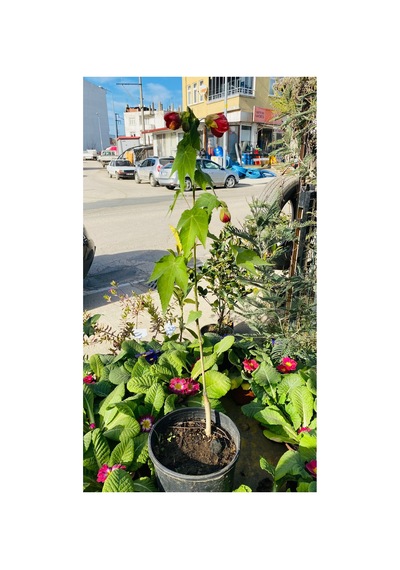 Ağaç Küpesi Çiçeği