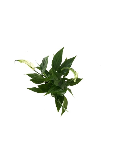 Spathiphyllum Wallisii (Barış Çiçeği) Ø8,5 CM Y25-30 CM