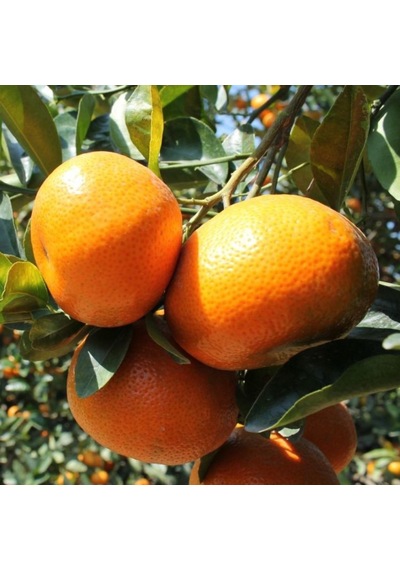 Tüplü Aşılı Dobashi Beni Mandalina Yaş 1-2 Boy 90-110Cm Soğuklara