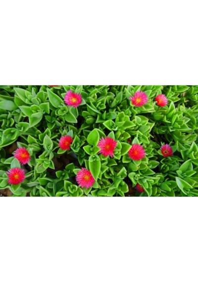 Videolu Buz Çiçeği Fidesi Fidanı 10 Adet Saksılı/ Tüplü 5-10 Cm Bahçe Bitkisi Delosperma