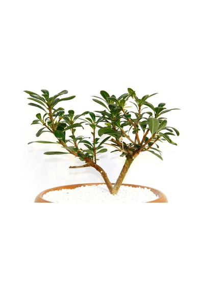 Bonsai Pitosporum Yıldız Çalısı - 7 Yaşında Kiremit Saksı