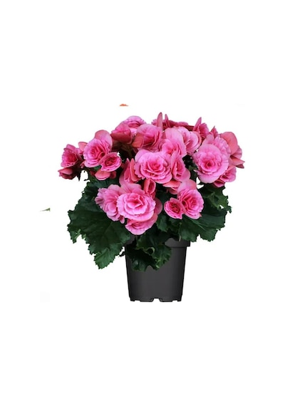 Thebestonline İthal Pembe Gül Begonya, Saksıda