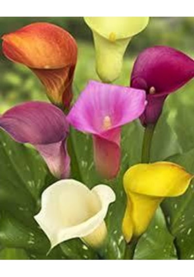20 Adet Tohumorganik Karışık Calla Lily Çiçek Tohumu Afrika Çöl Çiçeği Calla Lily Sürpriz Hediye