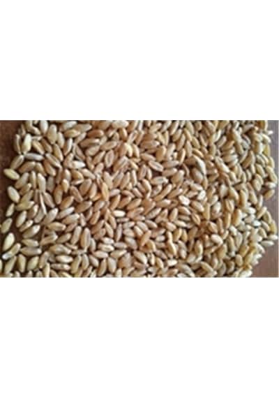 İşlenmemiş Buğday  1 KG