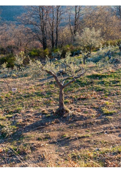 Bitkim Sende Özel Gemlik Zeytin Fidesi 70 100 Cm 1 Adet Saksılı/tüplü Dış Mekan Ağacı