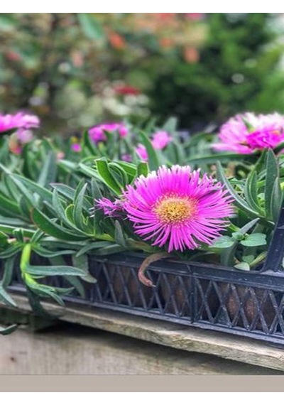 Videolu Kazayağı Çiçeği 5 15 Cm 30 Adet Tüplü Çiçekli Bodur Bitki Floranatolica