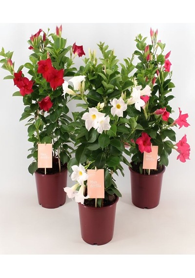 Karışık Renk Mandevilla 30 60 Cm Saksılı Tırmanıcı, Çiçekli Bahçe Bitkisi