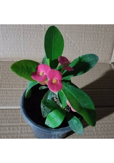 Kırmızı Euphorbia Milli Dikenler Tacı Fidanı 10-20 Cm