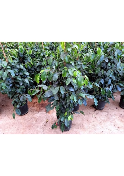 Ficus Benjamin 2 Adet -  Salon - Ofis Bitkisi 3816