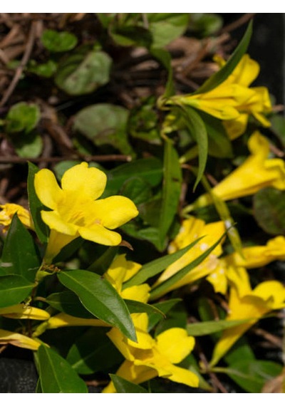 Videolu Yasemin Çiçekli Kokulu Sarı Renkli 50 80 Cm 1 Adet Dış Mekan Bitkisi Jasminum Fruticans