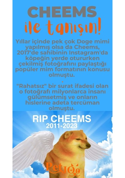 Petjoo 18.Cheems Turuncu-Gri Qr'lı Köpek Künyesi