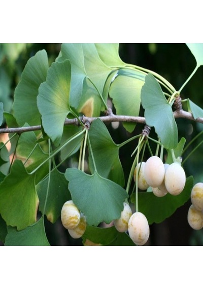 3 Yaş Ginkgo Biloba Mabet Ağacı Fidanı 100cm