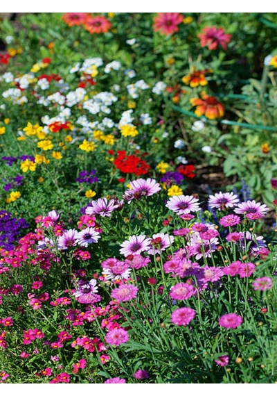 Videolu Bodrum Papatyası Pembe Renkli 20 35 Cm 1 Adet Saksılı Begonia Semperflorens