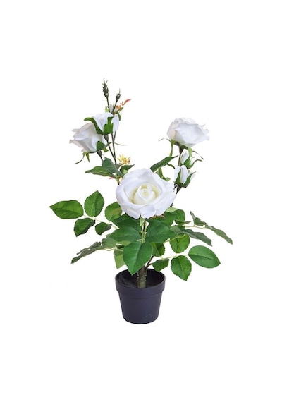 Yediveren Saksılı Beyaz Gül 20-30cm 10 Adet