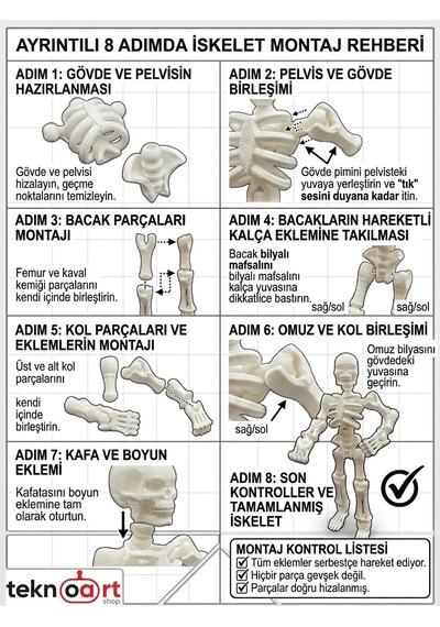 Eklemli İskelet - Fen Bilgisi Eğitici Kit Card