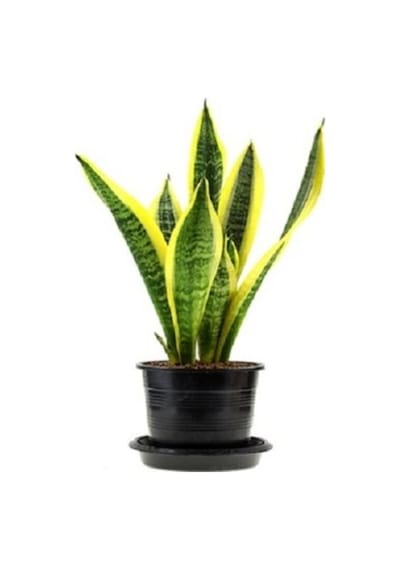 Sanseveria Bodur Sarı Kılıç Çiceği Fidanı 10-20 Cm