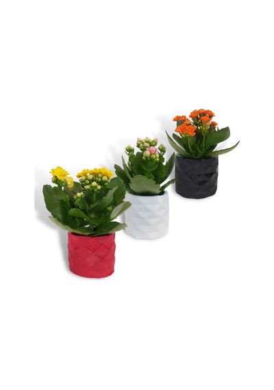 Kalanchoe 3'lü Set | Dekoratif Saksıda
