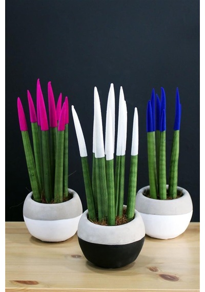 Dekoratif Renkli Paşa Kılıcı Sansevieria Cylindrical
