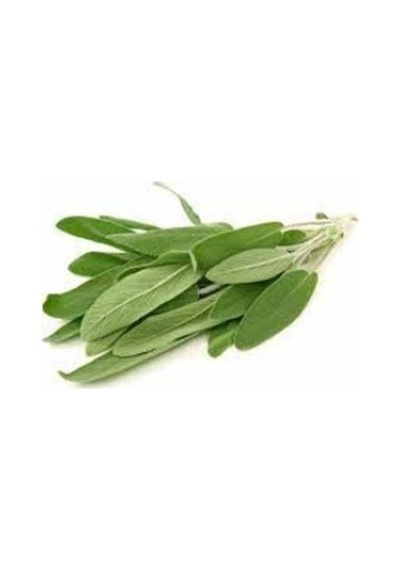 Salvia Culinaria Adaçayı Fidanı 10-20 Cm