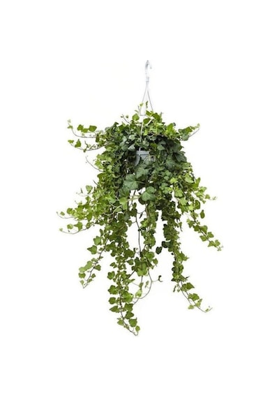Hedera Helix Sarmaşığı Askılı Saksı Iç Mekan Salon Sarmaşığı