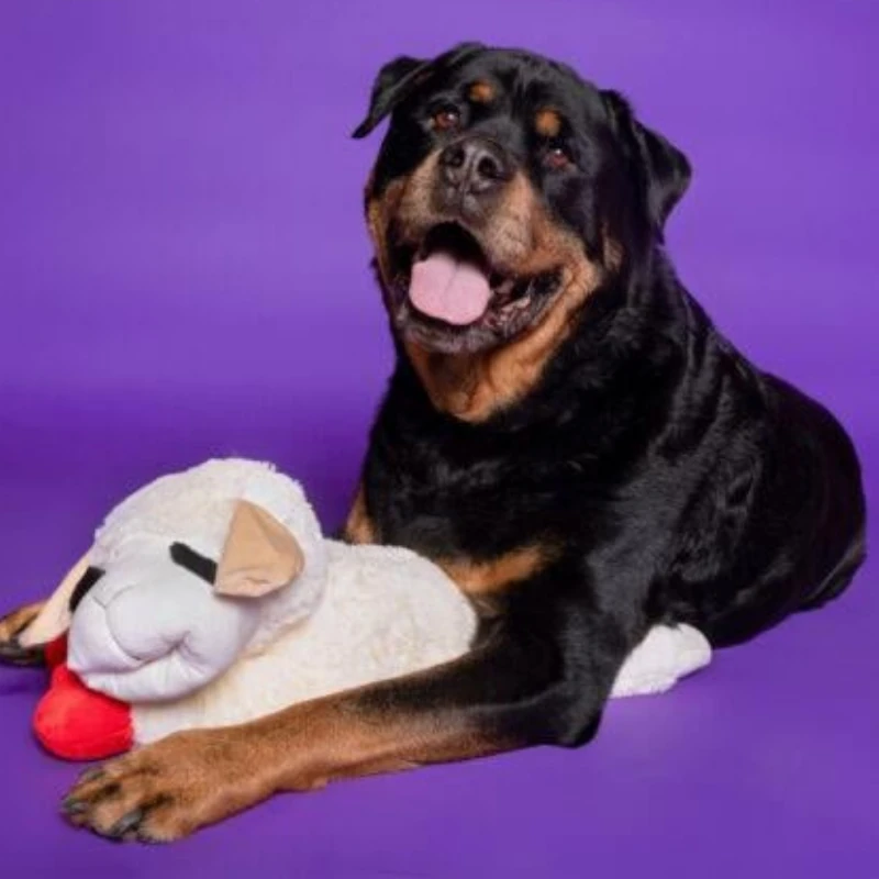 Lambchop Kuzu Peluş Köpek Oyuncağı Small - Küçük Boy Yatan Kuzu Peluş Sarılma Arkadaşı