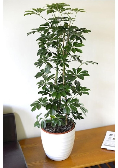 Videolu Yeşil Şeflera Bitkisi 50 80 Cm 1 Adet Saksılı Iç Mekan Bitkisi Schefflera