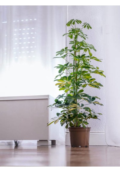 Videolu 5 Parmak Şeflera Bitkisi 80 100 Cm 1 Adet Saksılı Iç Mekan Bitkis Schefflera