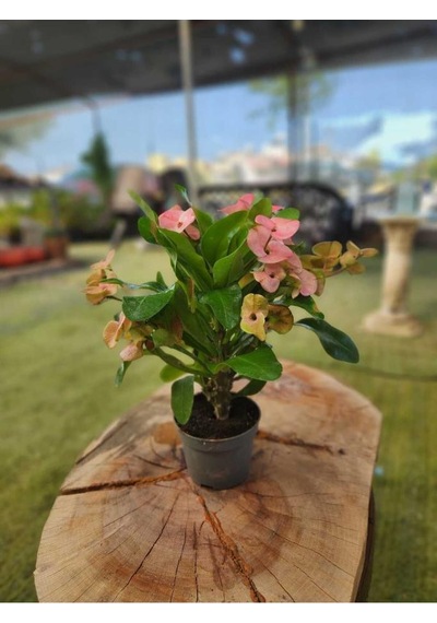 Japon Iğnesi Dikenler Tacı Euphorbia Milii Fidanı Saksılı 10-20 Cm