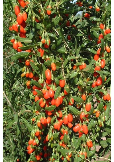 Goji Berry(Kurt Üzümü) Fidanı