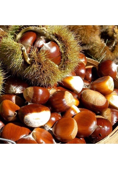 Tüplü Conkara Cinsi Balıkesir Kestane Fidanı