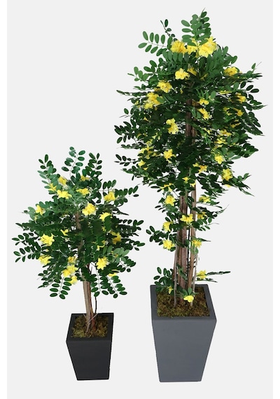 Yapay Çiçek Deposu 2 Boy Yapay Sibirya Bezelye Ağacı Caragana Arborescens 120 Cm Ve 180 Cm