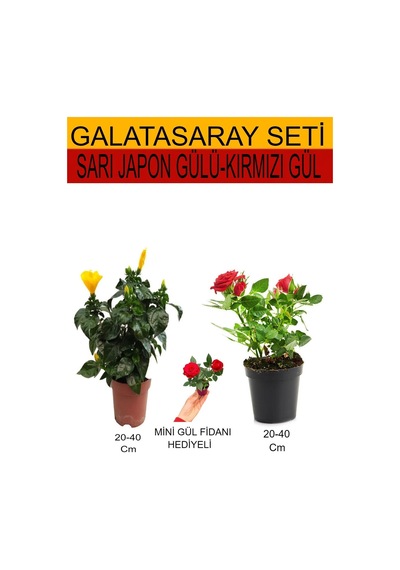 2'li Takım Seti Sarı Japon Gülü+ Kırmızı Gül+ Hediyelik Kırmızı Gül Fidanı