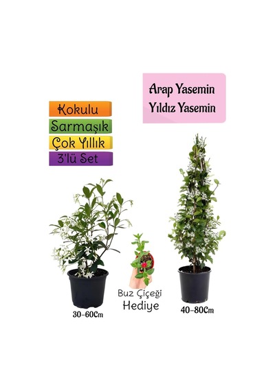 Kokulu Arap Yasemini+yıldız Yasemin Fidanı+buz Çiçeği 3'lü Peyzaj Seti