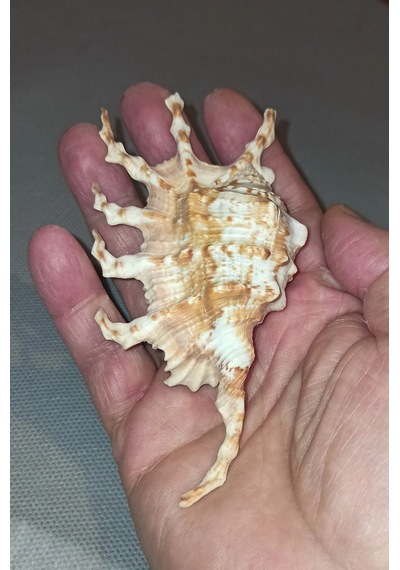 Scorpion Conch Akrep Deniz Kabuğu 10sc