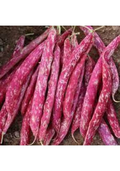 150 Adet Oturak Barbunya Tohumu