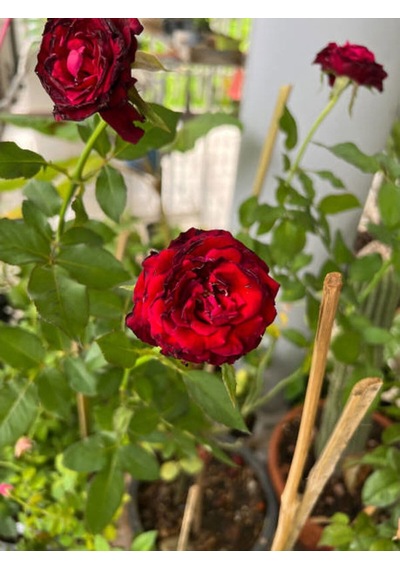 Yediveren Koyu Kırmızı Yoğun Kokulu 50 70 Cm 1 Adet Saksılı Aşılı Gül Red Rose