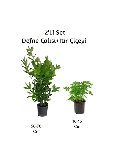Defne Çalısı + Itır Çiçeği 2'li Set Gül Damlası Dış Mekan Bitkisi