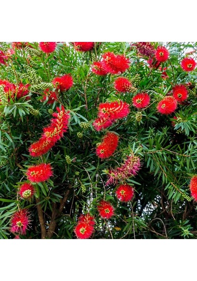 2 Adet Callistemon   Leavis Fırça Çalısı Fidanı. 40-60 Cm.