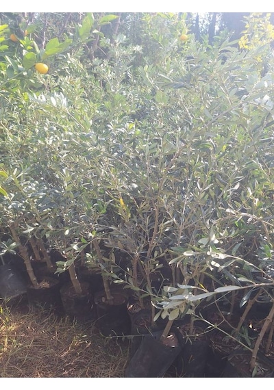 Sofralık Gemlik Zeytin Fidanı 1 Adet Tüplü 40-60cm Bol Verimli